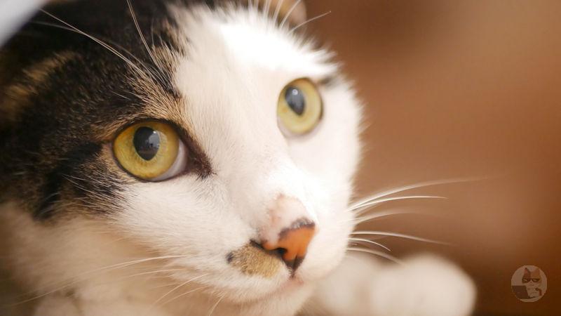 【画像】ネコはこの状態で隠れ切っていると思っているんだそう。