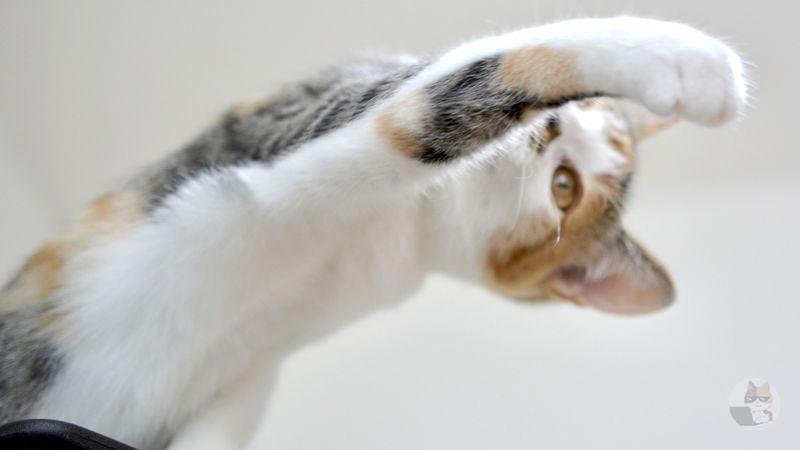 【画像あり】猫パンチって絶対痛くないやろ