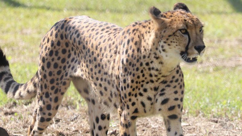 【動画】チーター、速すぎる!