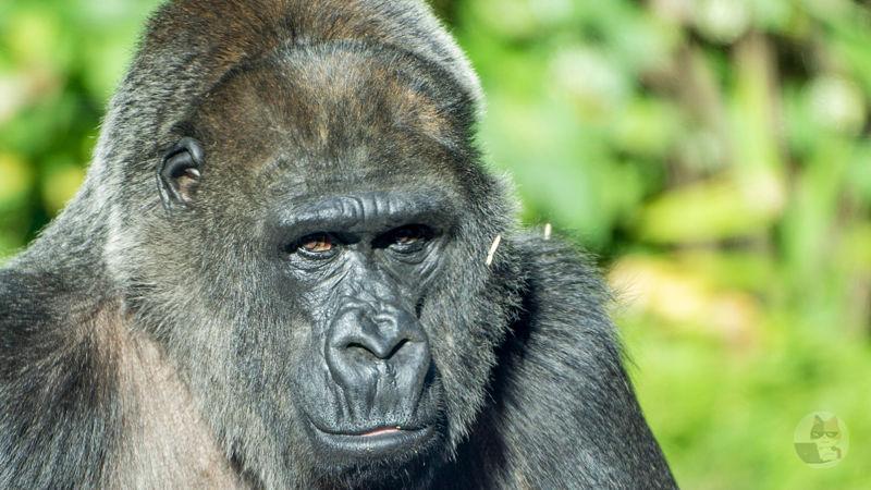 【画像】ゴリラの手、毛が生えてなかったら人間の手と同じだった