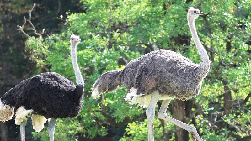 ダチョウ「骨が飛び出るほどの大怪我してもすぐ回復して感染症にもかかりません」←こいつの免疫パワー