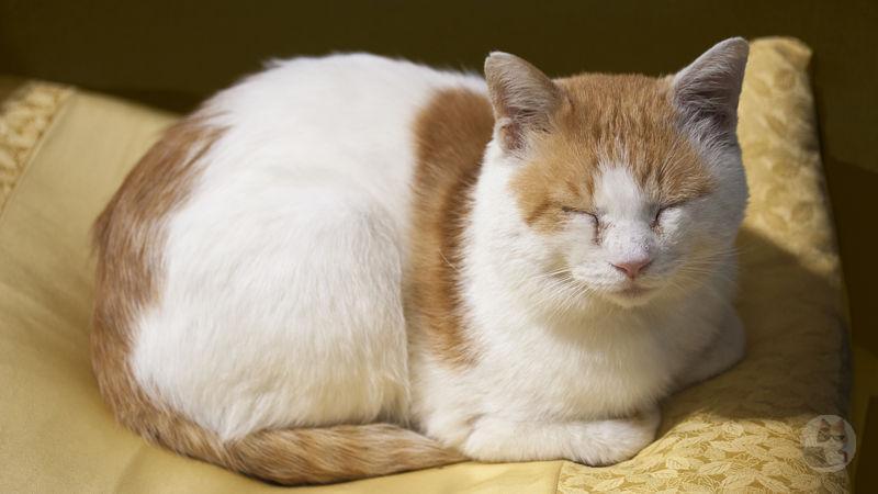 【画像有り】「香箱座り」とかいう猫特有の謎の座り方wwwwwwwwwwwwwww