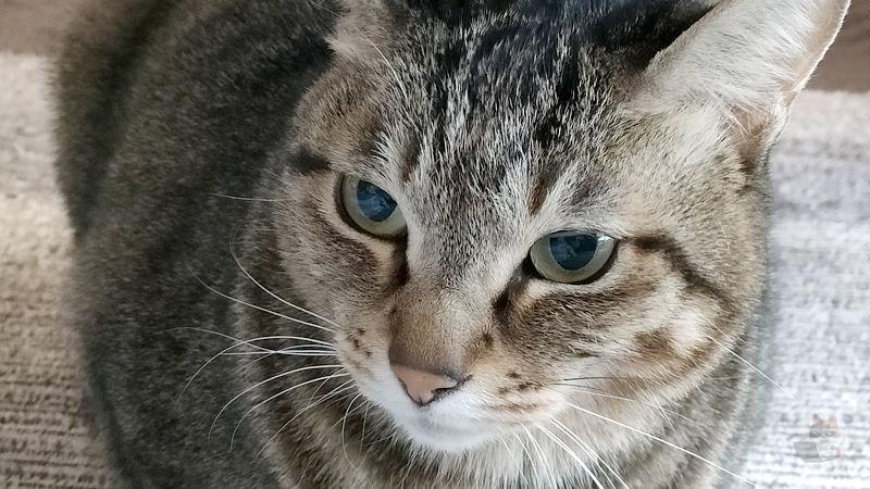 【画像多め】キジトラ猫、その辺にいくらでも落ちてるのに可愛すぎる・・・