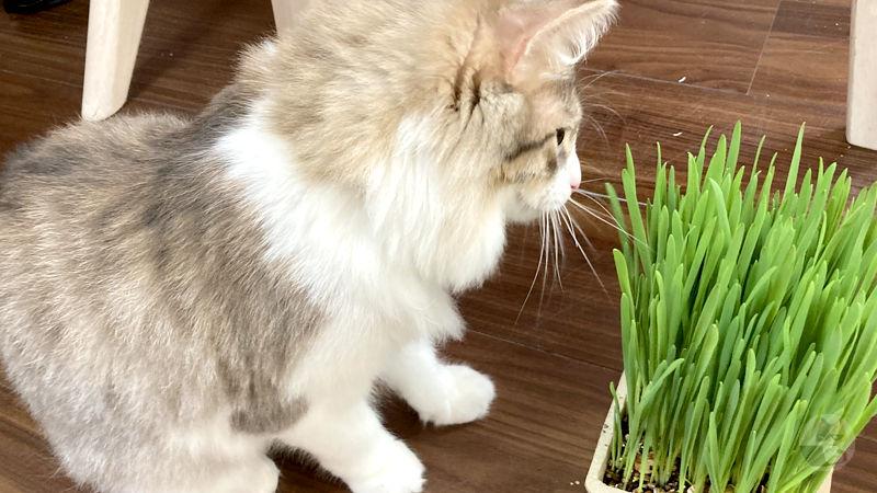 【画像】猫草を植えて育ててたんだけどさぁ……