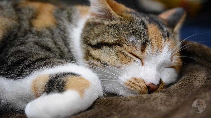 【画像あり】三毛猫って人気ないの?