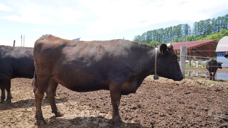 【動画】牛さん、身体に穴を開けられ着火される