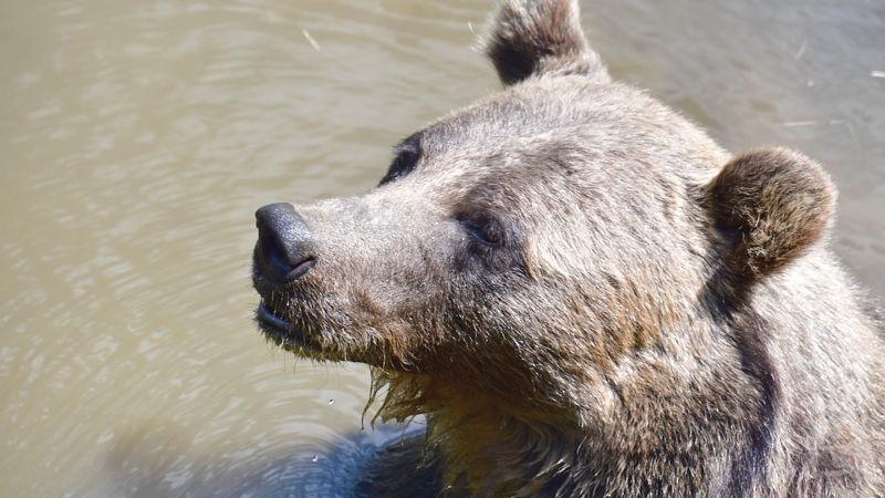 【画像】ヒグマ、デカイ