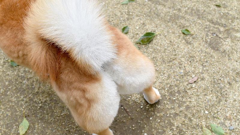 【画像あり】イヌやネコってお尻の穴丸出しだしフルチンなのに自信満々なのはなんでなの?