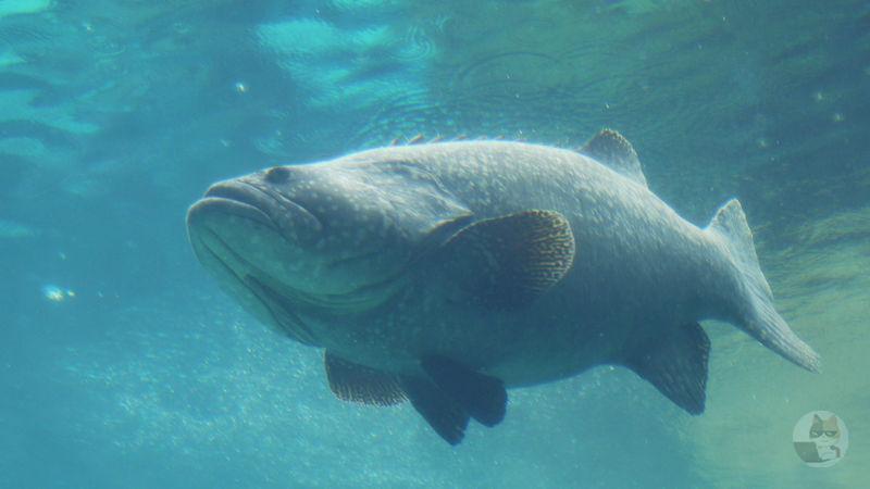 【画像】鹿児島湾で「謎の巨大魚」目撃が相次ぐ
