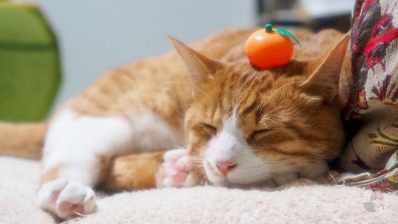 【画像】猫にみかん乗せるのワロタwwwwwwwww