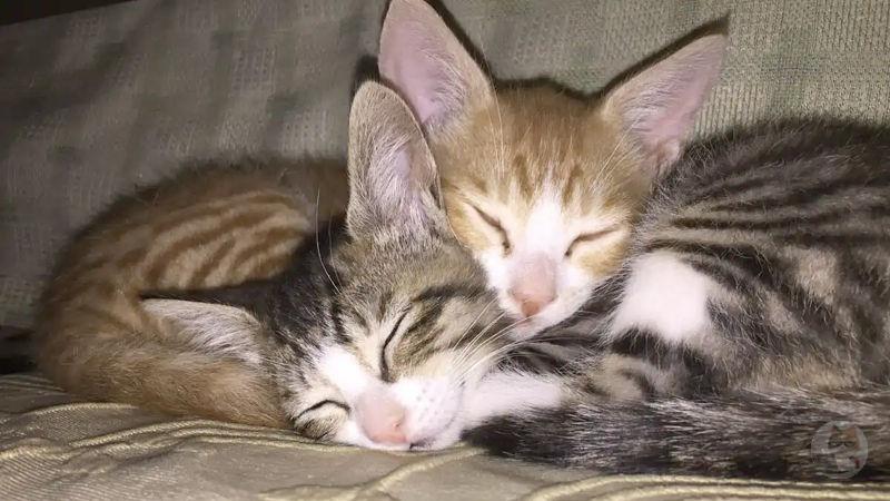 【画像】密着感のある猫さんの画像ください