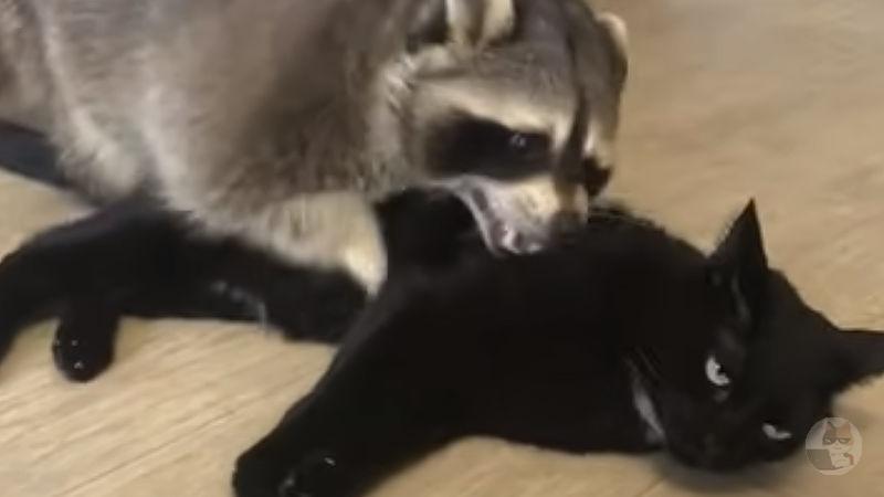 【動画】熱烈にアライグマから愛される猫、虚空を見つめて塩対応