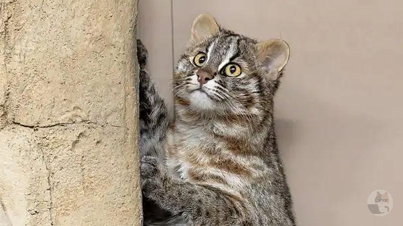 【画像】ツシマヤマネコさん、太くて長い