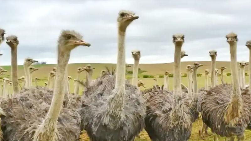 【悲報】ダチョウさん、あまりにもアホ過ぎる…