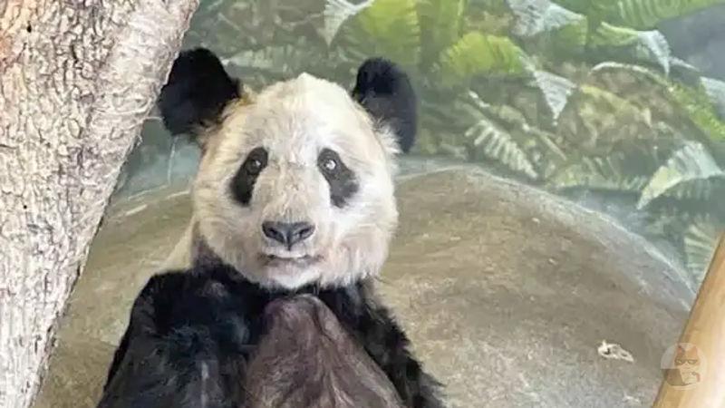 【朗報】アメリカで枯れた笹しか与えられず痩せ細ったパンダ、無事中国に帰国