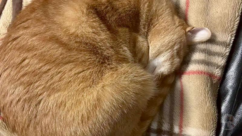 【画像】ワイのネッコ、エビみたいになるwwwwww