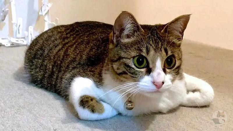 【画像】「香箱座り」とかいう猫特有の謎の座り方wwwwwwwwwwwwwwwwwwwwwwwwwwwwwwwwwwwwwwwwwwwwwwwwwwwwwwww