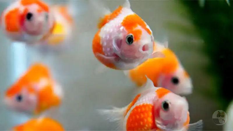 【画像】アクアリウムって最高に楽しい趣味だよな