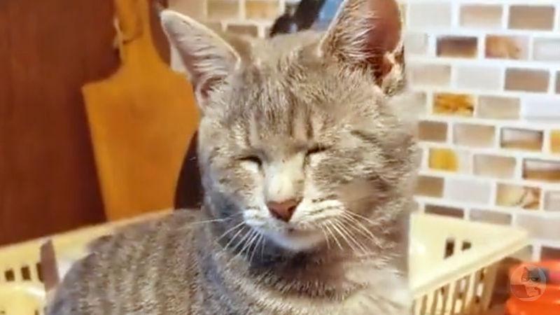 【悲報】猫さん、主人が玉ねぎ切ってるとこを見学しにきて目をやられる