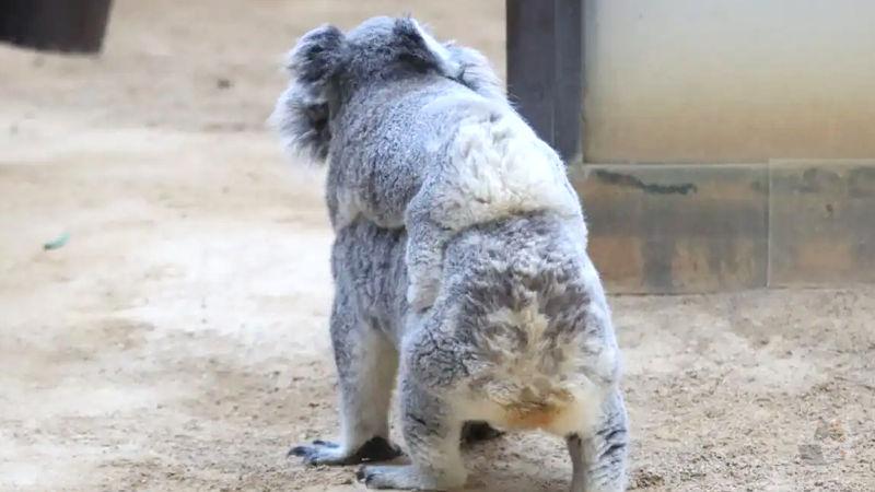 【画像】コアラの子どもwwwxwww