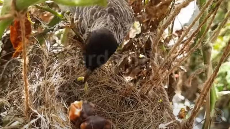 【動画】鳥さん遺伝子の選別のため自分のヒナを巣から蹴落とす