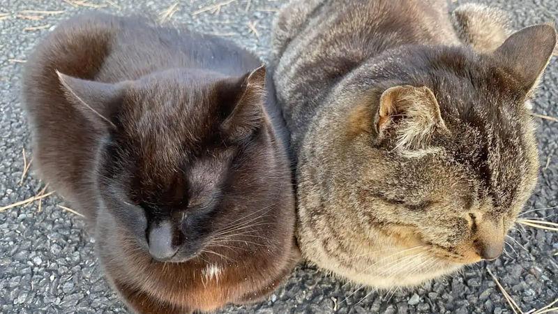 【画像】野良猫2匹が寄り添って寝てるんだが