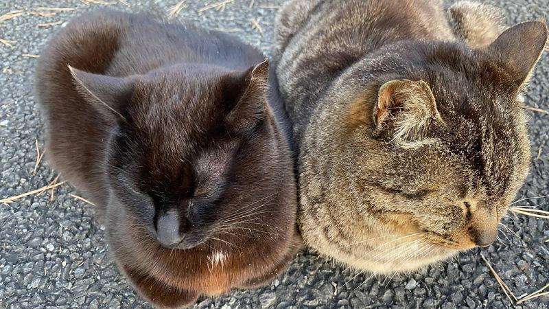 【画像】外で全〇でイチャついてる子見つけた