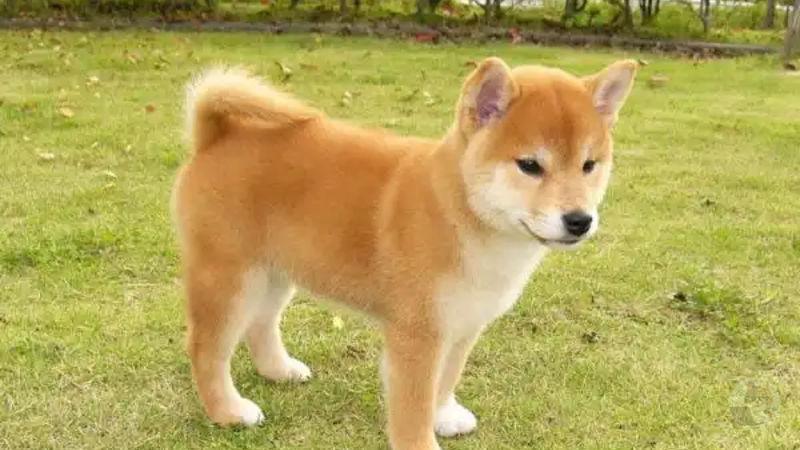 【動画】柴以外のイッヌ飼うやつwww