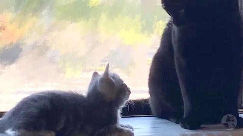 【画像】家に2匹目の猫が来たで!