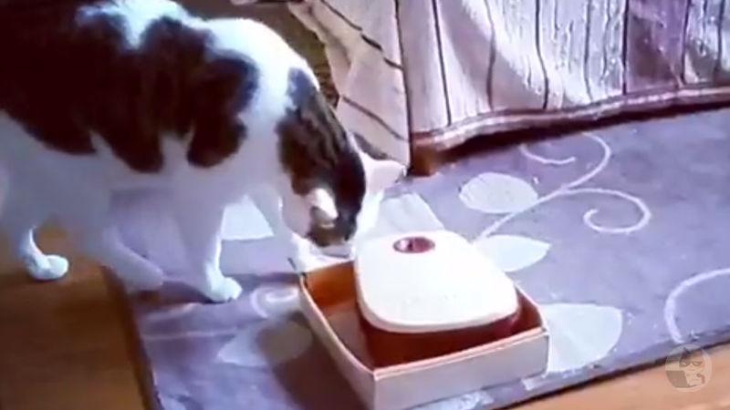 【朗報】ネッコ、犬カスよりも賢い疑惑が浮上してしまう・・・