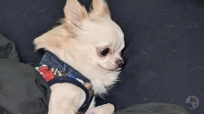 【画像】わい、犬とお昼寝