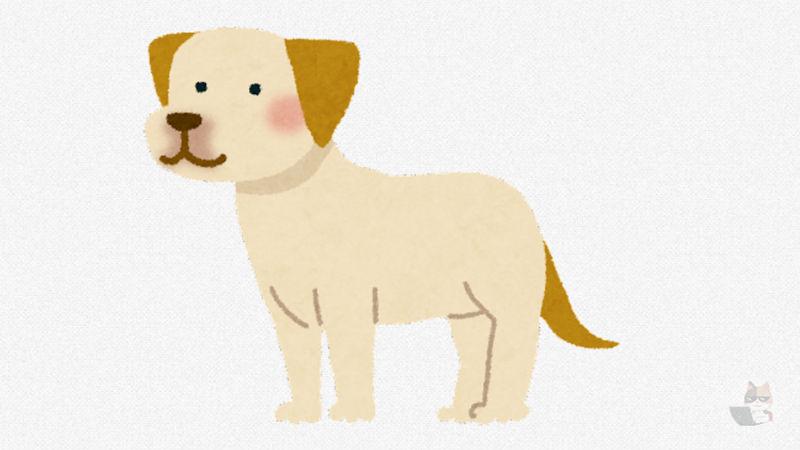 【動画】イッヌ、頭が悪すぎる