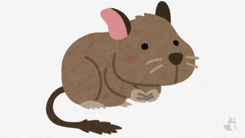 【画像あり】ワイのペットのデグー一緒に寝てあげないとストレスで自分の毛を毟ってしまう