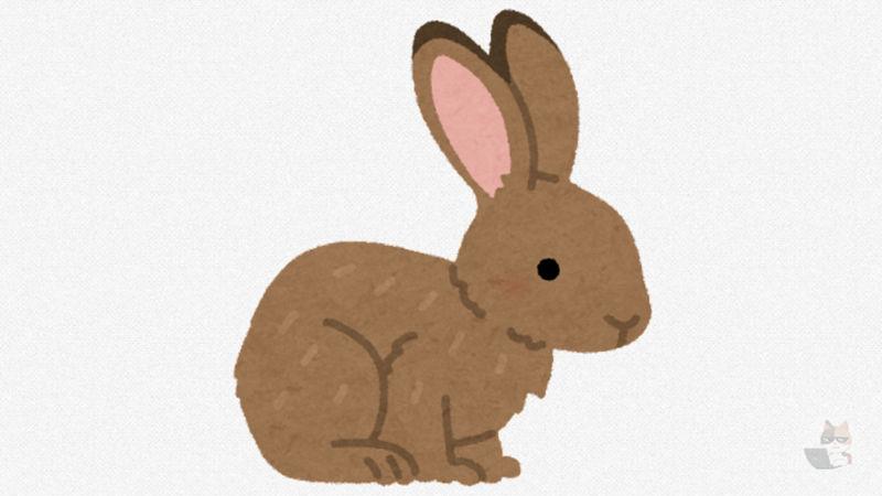 【動物】ウサギ、人間相手にとんでもないパンチを繰り出してしまう