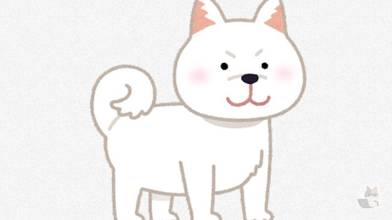 【朗報】イッヌ、オモチャに目がない