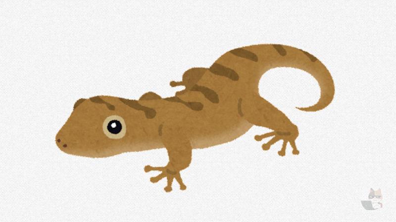 【画像】ヤモリくん、我が家にあらわるwwwwwwwwwww