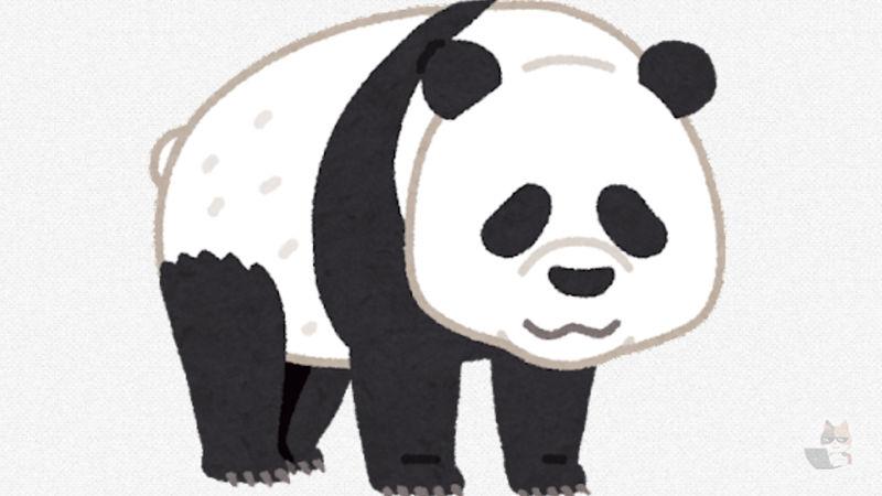 【画像】人工飼育されている中で世界唯一の茶色いジャイアントパンダがこちらwww