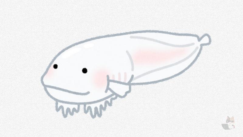 【画像】俺「水深8336mの深海魚かぁ…見た目グロいんだろうなぁ」→結果wwwwwwwwwwwwwww