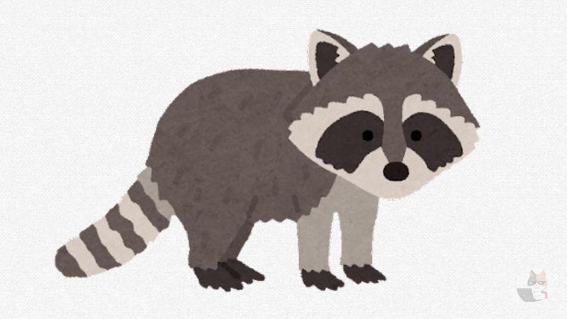 【悲報】『タヌキ』『アライグマ』『ハクビシン』『アナグマ』ガチで見分けつかない