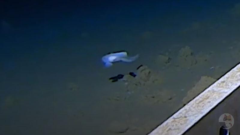 【動画】水深8336mの深海で魚撮影 ギネス記録に、東京海洋大