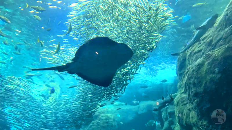 【画像】江ノ島水族館行ってきた