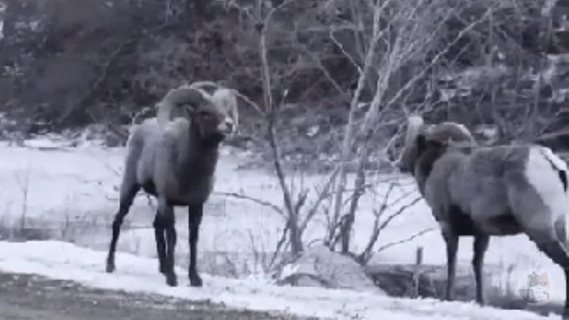 【動画】鹿の決闘、カッコ良すぎる