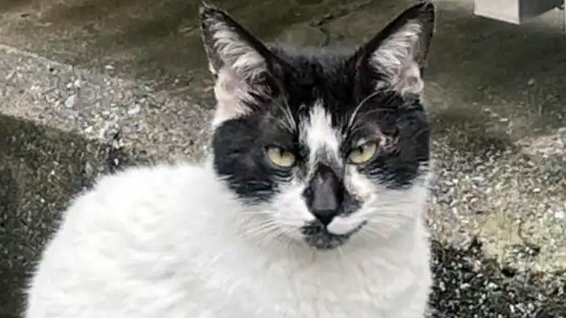 【画像】野良猫拾ったんやが顔の表情の変化がすごすぎる