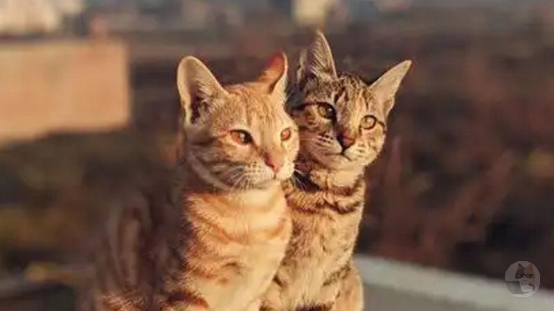 【画像】子猫の画像ください