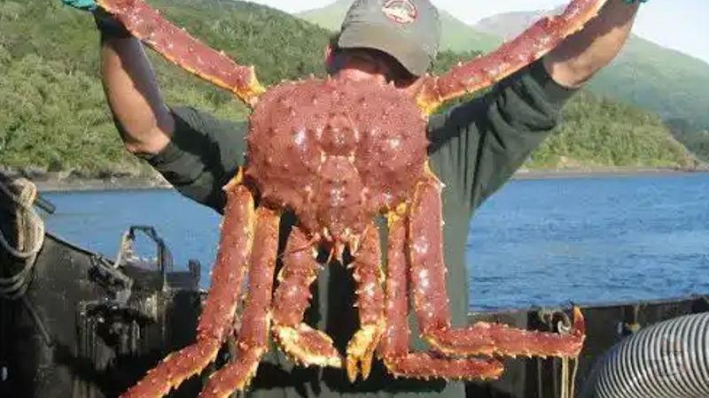 【画像】最強のハサミを持つ甲殻類ランキングトップ10wwww