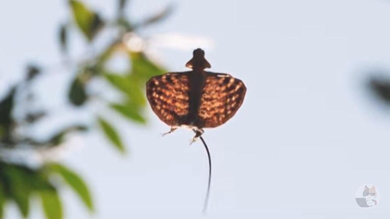 【画像】トビトカゲの羽根がやばいと俺の中で話題に