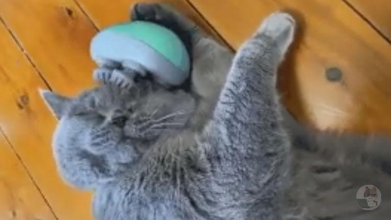 【GIF】猫さんほぼ人間だった