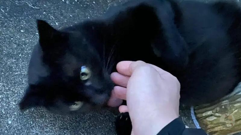 【猫】猫【猫】