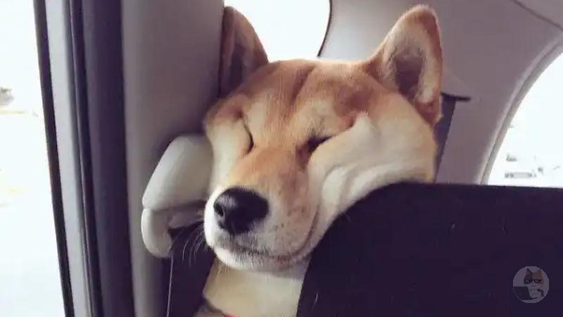 【画像】柴犬「アホです」「他人に噛みつきます」「人を見下します」