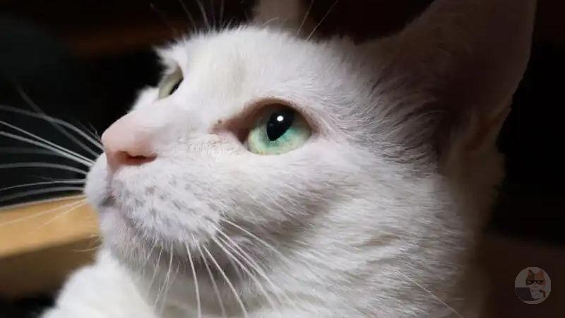 【写真】「神レンズ」、ついにワイの手元に届く